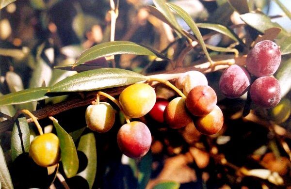 Arbequina