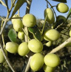 Arbosana