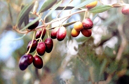 Chemlali-Sfax