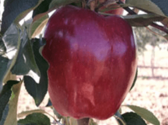 Early-Red-One