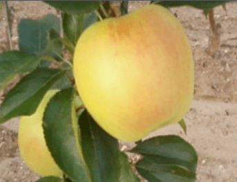 Golden-Delicious