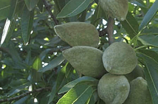 Nonpareil