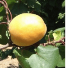 Vitello