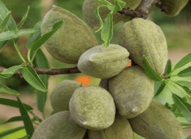 Ksontini
