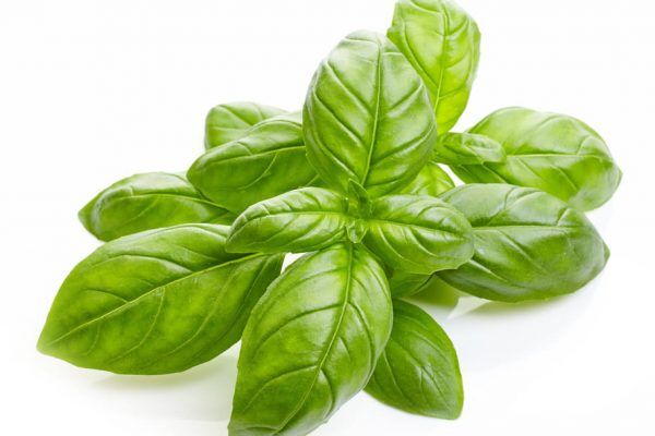 basilic