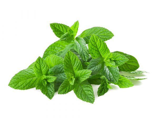 menthe