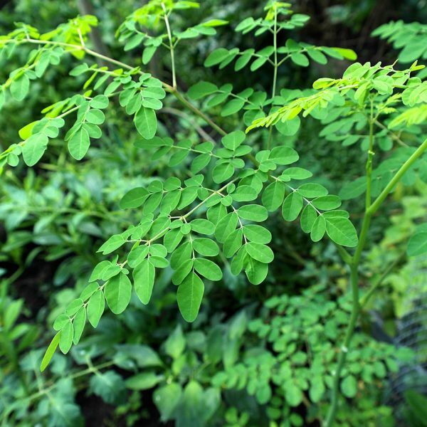 moringa