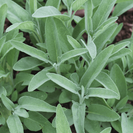 sauge officinale