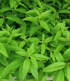 verveine