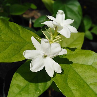 Fleur-de-jasmin