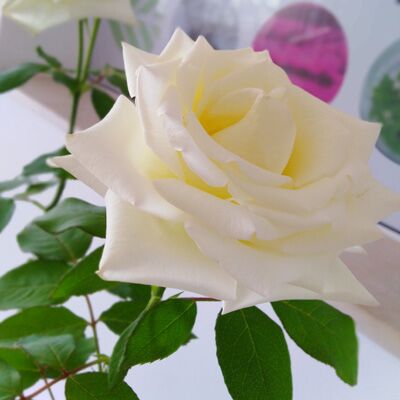 Rose-blanc